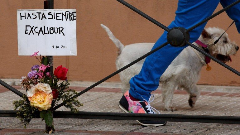 O cão de Teresa Romero, Excalibur, foi abatido pelas autoridades madrilenas no início de outubro