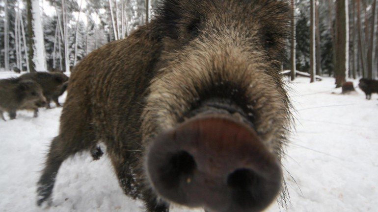 Elevada população de porco-bravo nos municípios da Serra da Lousã tem permitido a realização de montarias