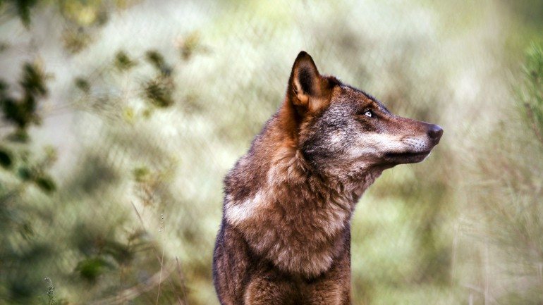 Um estudo de 2002 refere a existência de cerca de 300 lobos em Portugal, mas os agricultores garantem que são cada vez mais