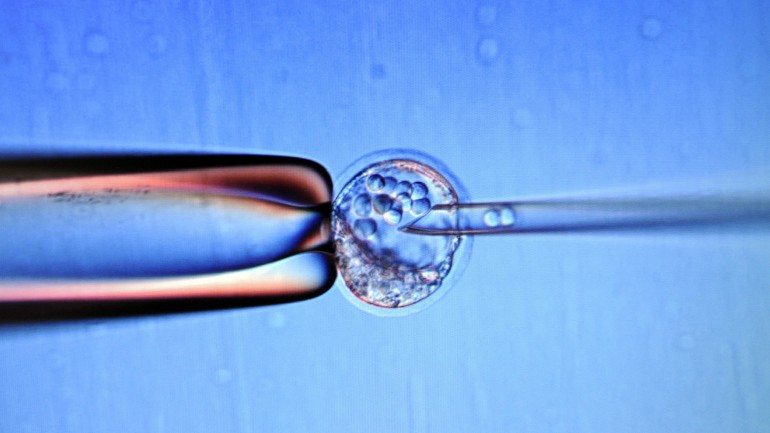 Uma lei de 1996 que impede o governo federal de financiar a criação ou destruição de embriões com fins de investigação científica