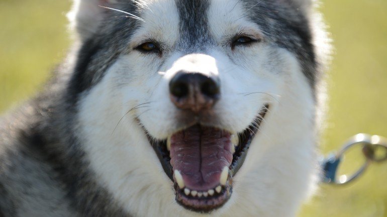 Os animais treinados conseguiram identificar as expressões corretas mesmo em rostos que nunca tinham visto