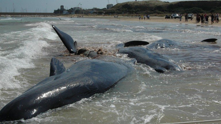 Cerca de 200 baleias-piloto estão encalhadas na Golden Bay, na Ilha Sul da Nova Zelândia