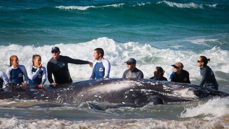 Cerca de 90 baleias ainda estão em risco de morte, avançaram as autoridades locais.