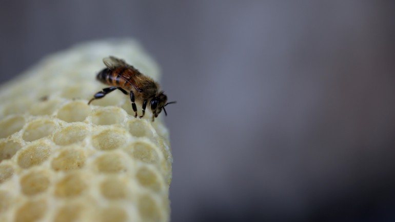 O mel tem propriedades, mas é composto por demasiado açucar