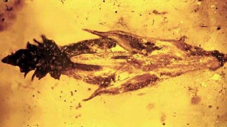 Uma espiga de gramínea com 100 milhões de anos ficou conservada em âmbar