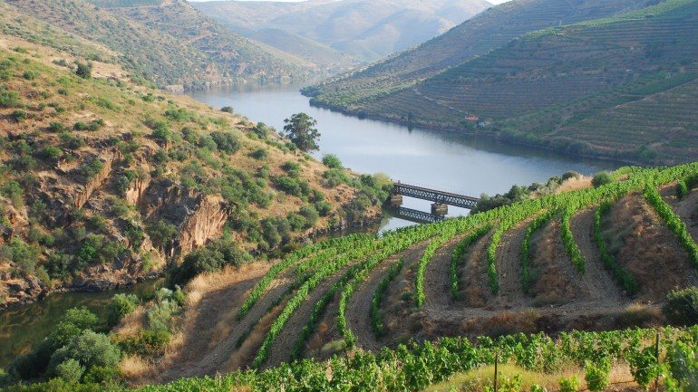 A vinicultura no Douro recorre em grande escala a um pesticida possivelmente cancerígeno