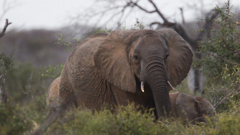 A caça ao marfim é o principal motivo para o perigo de extinção do animal