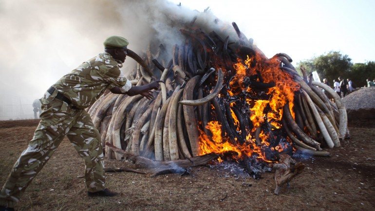 As 15 toneladas de marfim incineradas nesta terça-feira valem 27 milhões euros no mercado