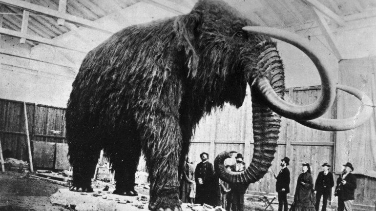 George Church, responsável pela investigação, garante que não quer reproduzir um mamute em laboratório