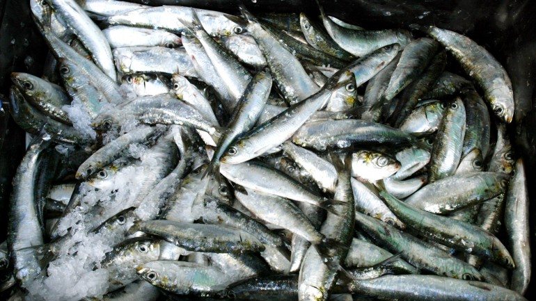 A autorização para pesca da sardinha recomeçou na segunda-feira, depois de cinco meses de pausa forçada, devido à proibição de captura por esgotamento da quota.