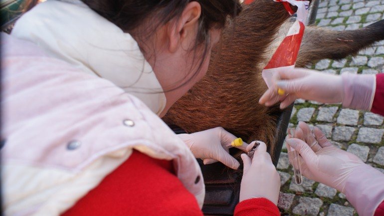 Investigadoras recolhem carraças de javali abatido em montaria