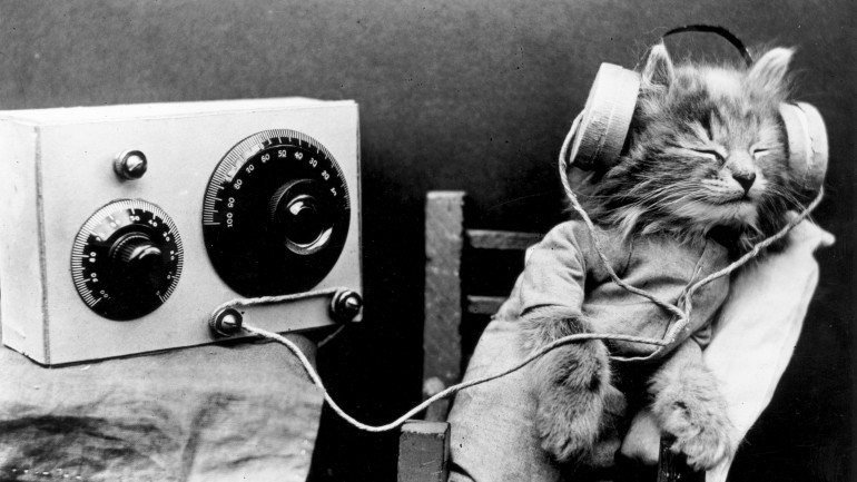 Quando a música feita para gatos começou a ser tocada, eles mostraram sinais de contentamento e euforia