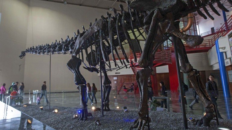 o Brontosaurus (lagarto trovão) estava a ser classificado de forma errada desde 1903, porque os especialistas acreditavam que se tratava na verdade de um Apatosaurus