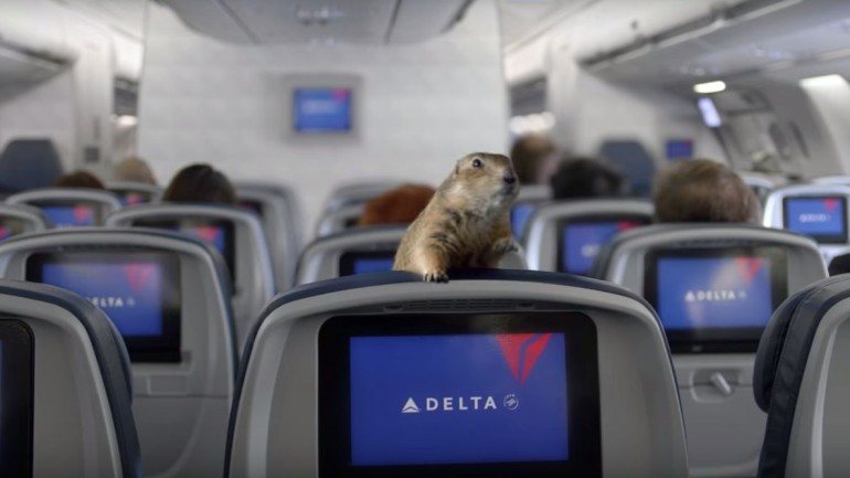 O esquilo dramático num avião da Delta Airlines. Veja o vídeo e descubra mais de 20 outros fenómenos virais.