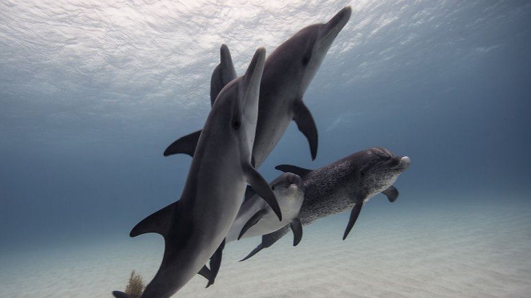 Os golfinhos usam um conjunto complexo de sons