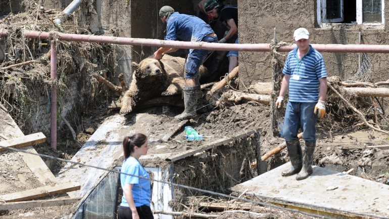 As instalações do jardim zoológico de Tbilissi ficaram muito danificadas
