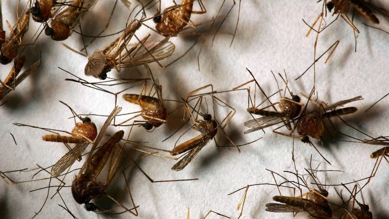 Os mosquitos são atraídos por determinados gases voláteis que lançamos através da pele