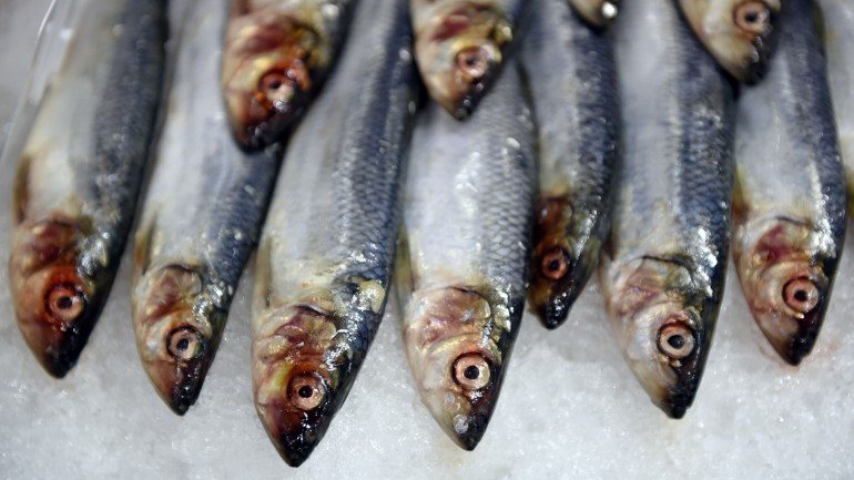 A sardinha, que tem vindo a diminuir, registou “um aumento substancial entre o cabo Espichel e Peniche”