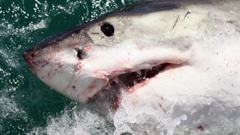 O tubarão branco é uma das espécies mais perigosas de sempre