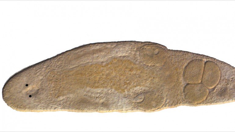 O Macrostomum hystix é um verme marinho achatado com 1,5 milímetros de comprimento