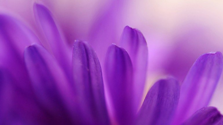 A cor púrpura já podia ser encontrada na natureza, mas era tão rara na roupa que foi considerada exclusiva da realeza