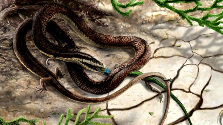 Nas serpentes a cauda é relativamente curta quando comparada com o resto do corpo