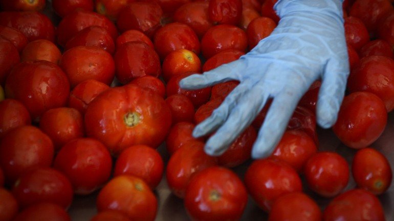 Os tomates patenteados têm um teor mais elevado de componentes saudáveis conhecidos como flavonóides