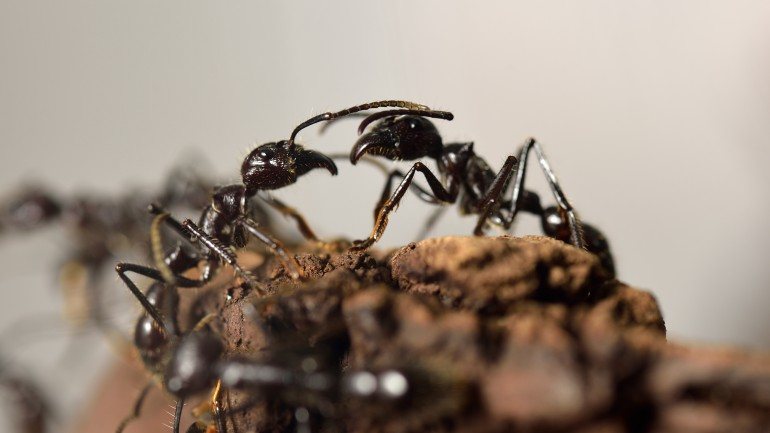 O peróxido de hidrogénio é, normalmente, nocivo para as formigas