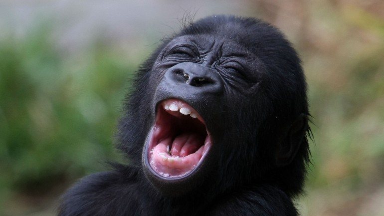 Os gorilas têm um repertório de vocalizações e comportamentos para comunicarem com os elementos da mesma espécie