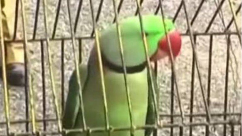 A senhora de 85 anos culpou o seu enteado, o dono do animal, de ensinar o pássaro a insultá-la