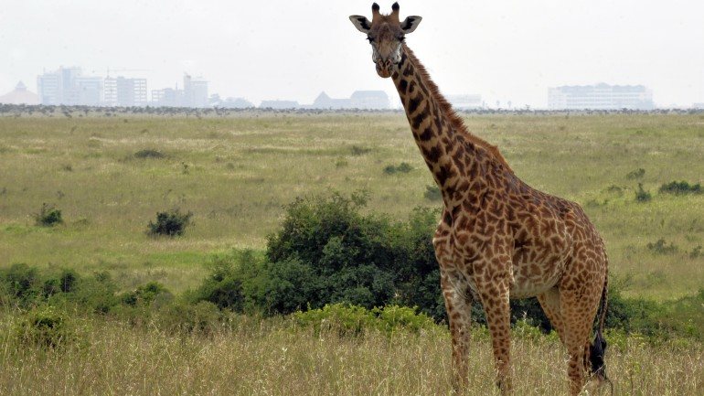 Os &quot;sussurros&quot; das girafas são quase inaudíveis ao ouvido humano