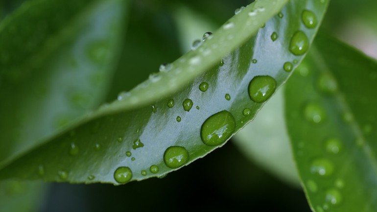 A fotossíntese acontece na parte verde das folhas, sobretudo nas folhas