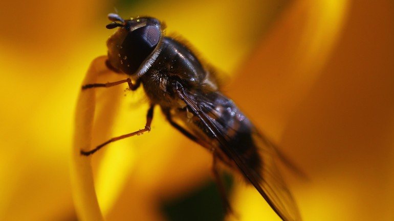 Existem 12 mil espécies de moscas e nem todas têm &quot;hábitos sujos&quot;