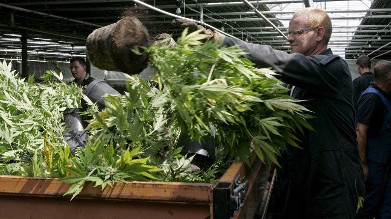 Durante a operação foram, também, encontrados 60 pés de plantas de cánabis