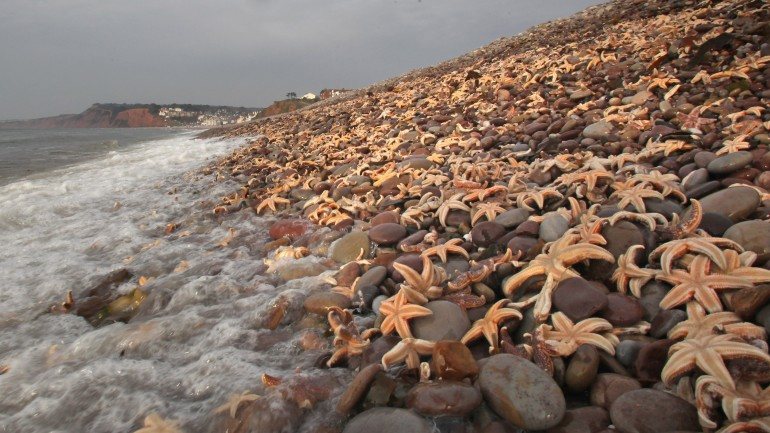Por vezes grandes quantidades de estrelas-do-mar dão à costa por ação das marés - e não de doenças -, como no neste caso da costa britânica