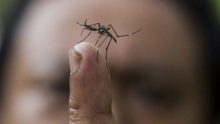 Número de vítimas do mosquito da dengue em 2015 subiu 70 por cento em relação ao ano passado