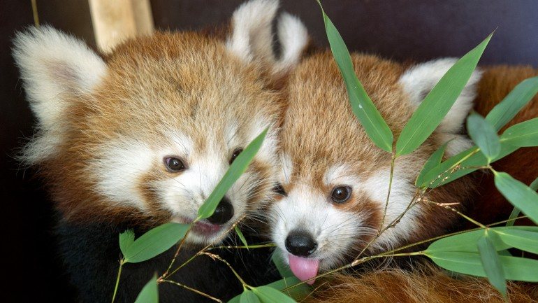 Os pandas-vermelhos não são uma das novas espécies do relatório, mas estão entre as espécies ameaçadas da região