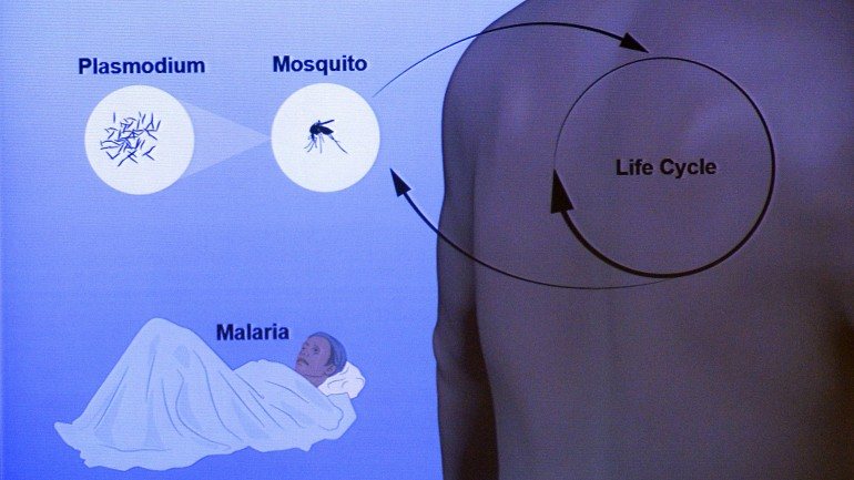 O medicamento contra a malária valeu o prémio Nobel da Medicina 2015