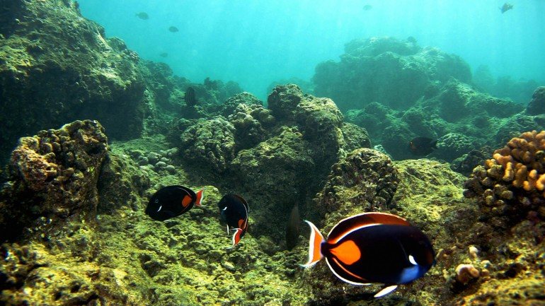 Os corais são animais invertebrados e têm um papel importante na absorção de dióxido de carbono