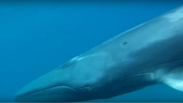 As baleias-de-omura foram descobertas em 2013 por uma equipa de cientistas japoneses