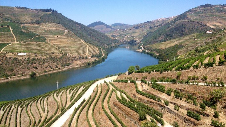 A região montanhosa do Douro acolhe cerca de 100 castas aptas à produção de vinho do Porto. Sim, 100. Se acha muito, espere até ler o guia de perguntas e respostas que fizemos.