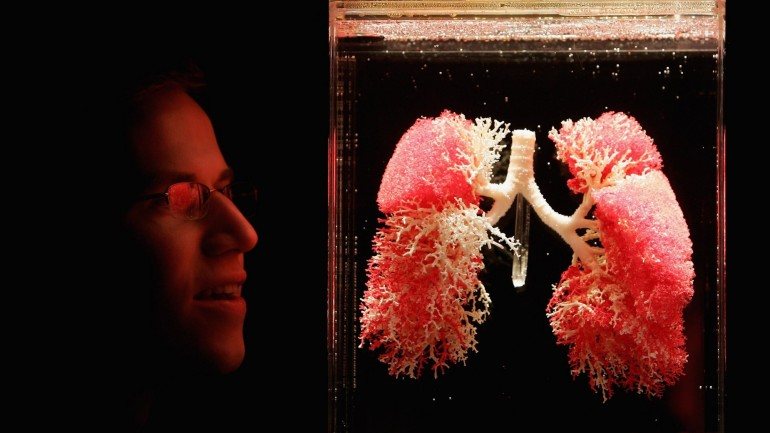 Uma exposição com órgãos humanos verdadeiros em Londres mostrava os vasos sanguíneos e brônquios dos pulmões