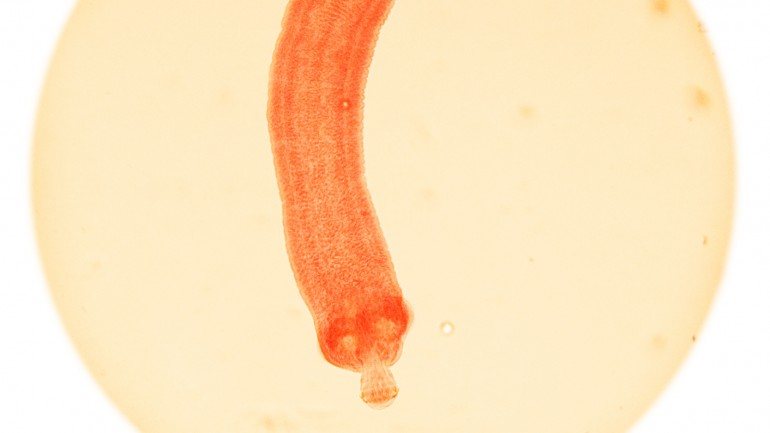 A ténia Hymenolepis nana fica normalmente no trato digestivo onde completa o ciclo de vida