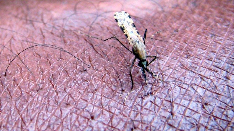 Parasita Plasmodium é o responsável pela doença da malária