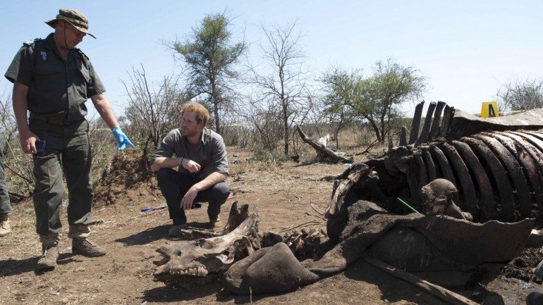 O Príncipe Harry junto à carcaça da fêmea morta por caçadores furtivos