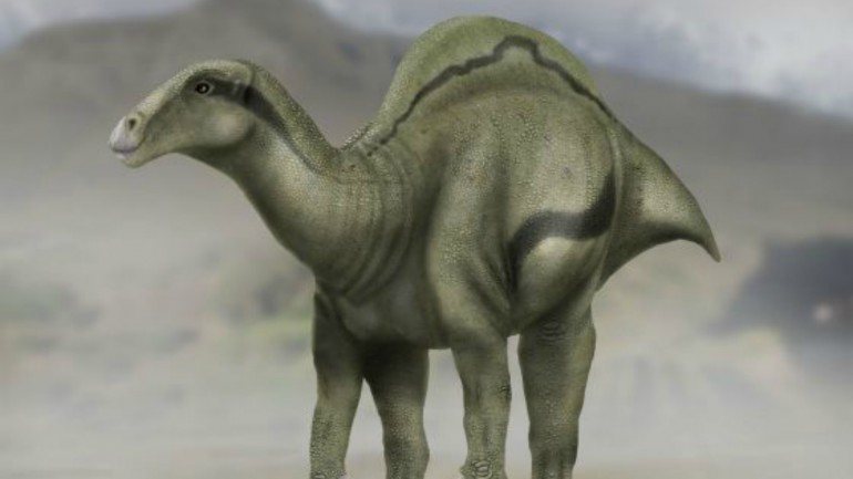 O Morelladon beltrani pertencia ao género Iguanodon que se caracterizava por uma espécie de vela presente nas costas. Este andava por Espanha, mais concretamente no município de Morella.