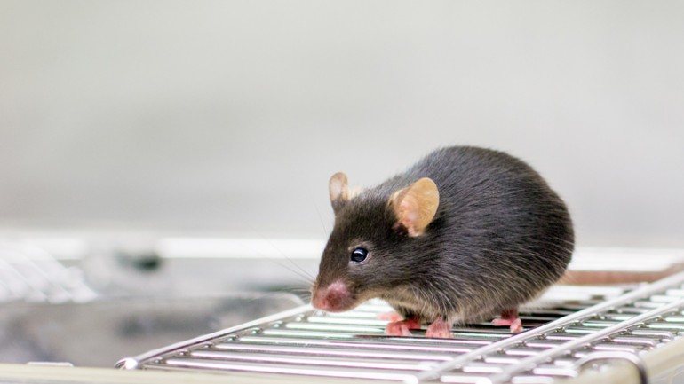 A experiência foi feita com ratos de laboratório saudáveis e com o sistema imunitário comprometido