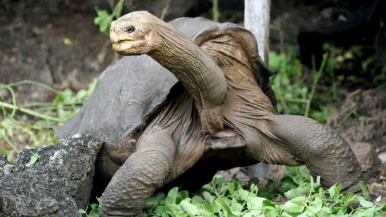 Lonesome George foi o último exemplar da espécie de tartarugas das Galápagos presente na ilha de Pinta. Agora, utilizando ADN semelhante dos animais que habitam outras ilhas, esta espécie pode voltar a casa.