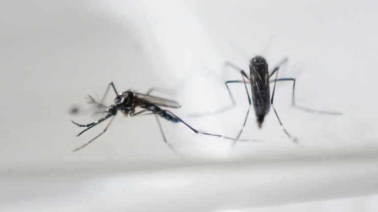 O mosquito Aedes aegypti que transmite zika, dengue e chikungunya