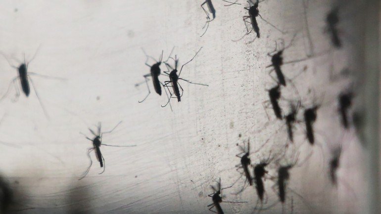 O mosquito Aedes é responsável pela transmissão do vírus zika